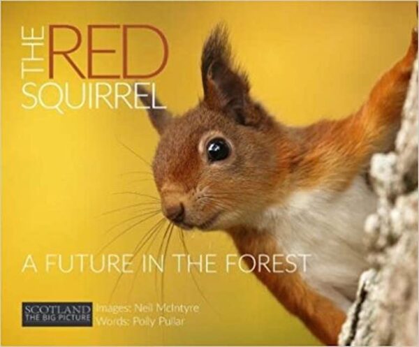 The Red Squirrel: A Future in the Forest by Neil McIntyre